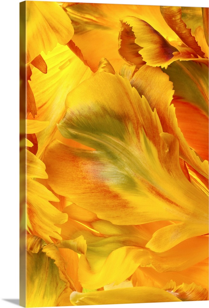 Yellow Tulip Petals I