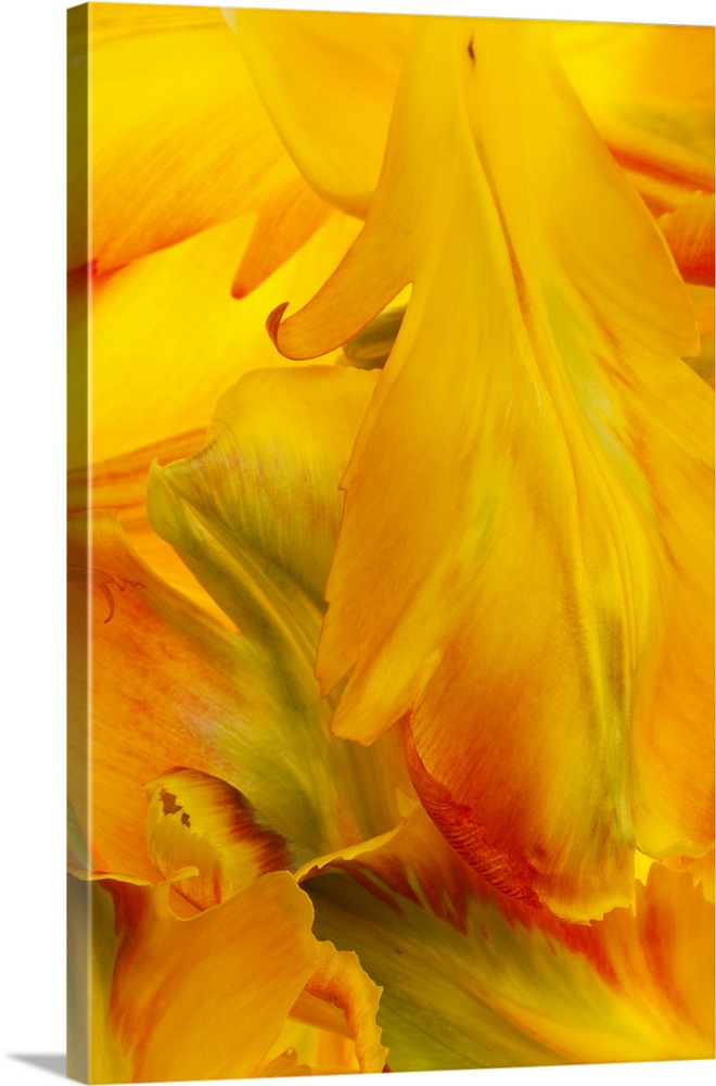 Yellow Tulip Petals II