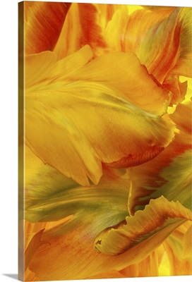 Yellow Tulip Petals III