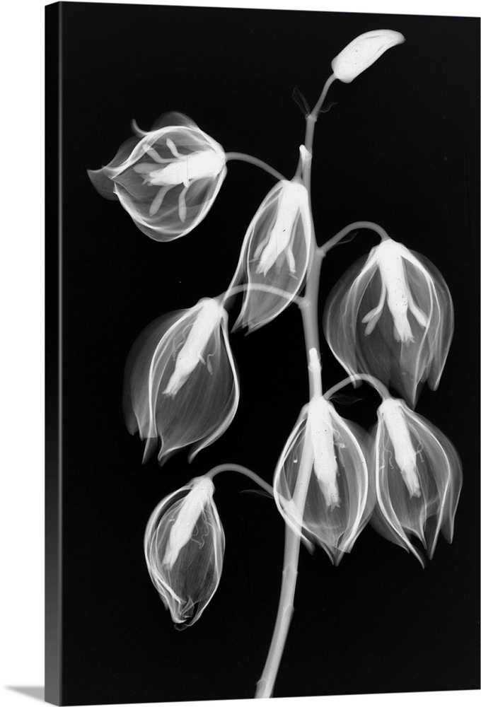 Fine art photograph using an x-ray effect to capture an ethereal-like image of yucca flowers.