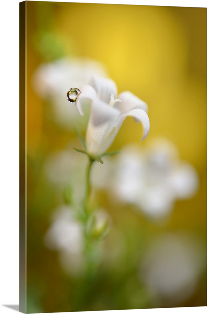 Soft focus photograph of white bell flowers and a single water droplet on one of the petals, with a yellow background.