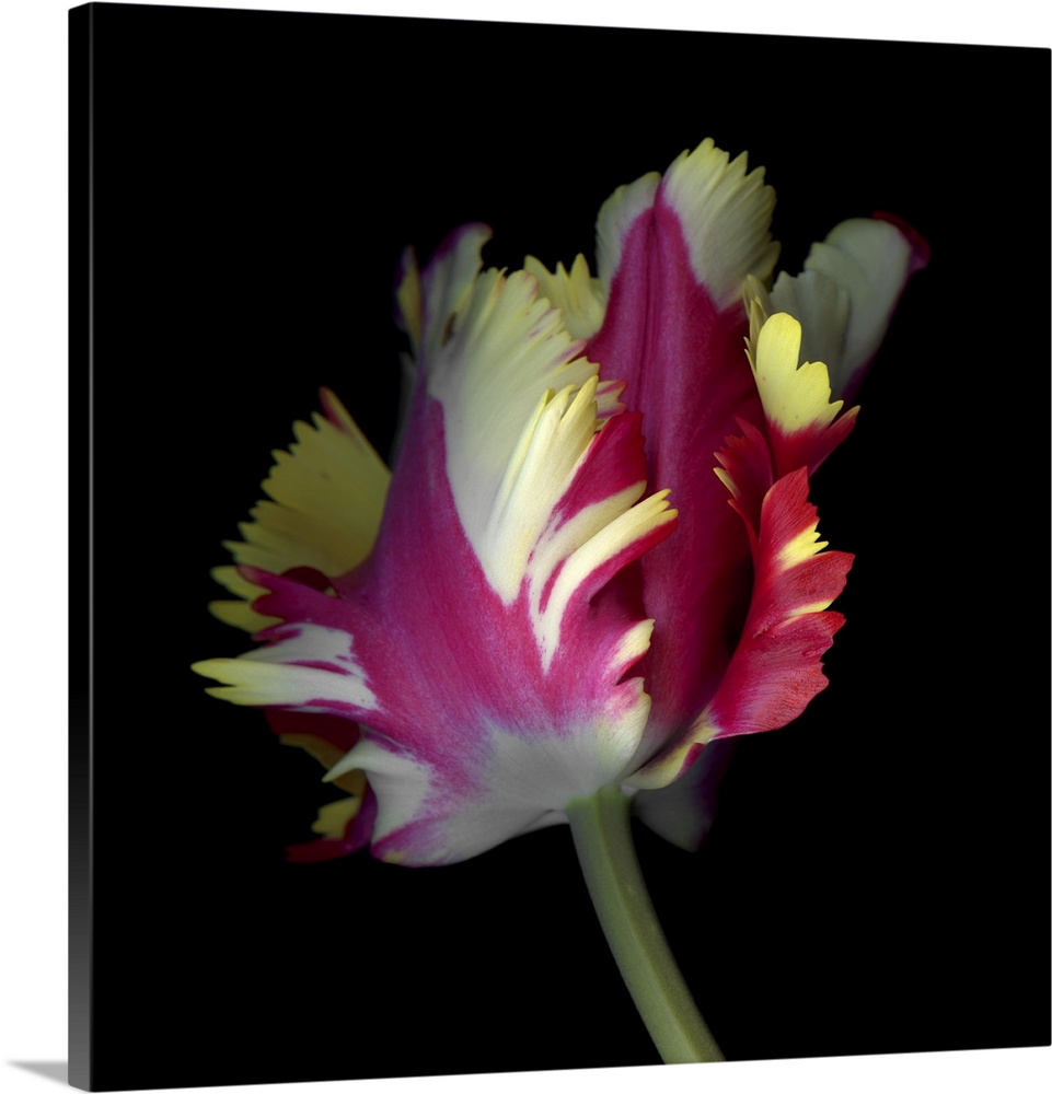 A Dynamic Composition Of A Pink, Yellow, And White Tulip
