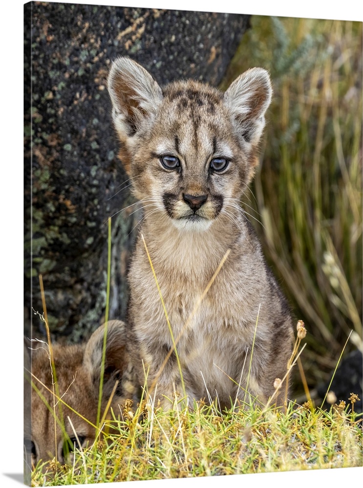Puma or South American cougar (Puma concolor concolor), Cub, Patagonia, Chile