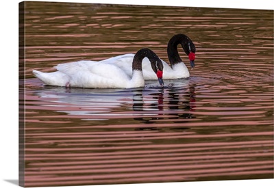 A Pair Of Black-Necked Swans Float In Lake With Sunset Reflections