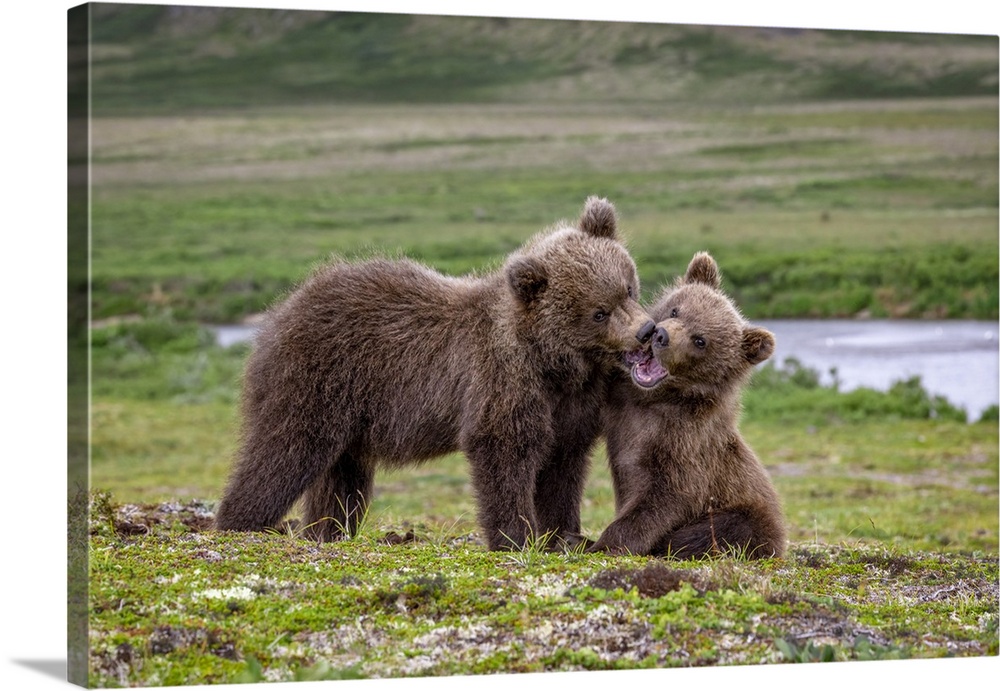Brown bear cubs at play, Katmai National Park, Alaska, USA