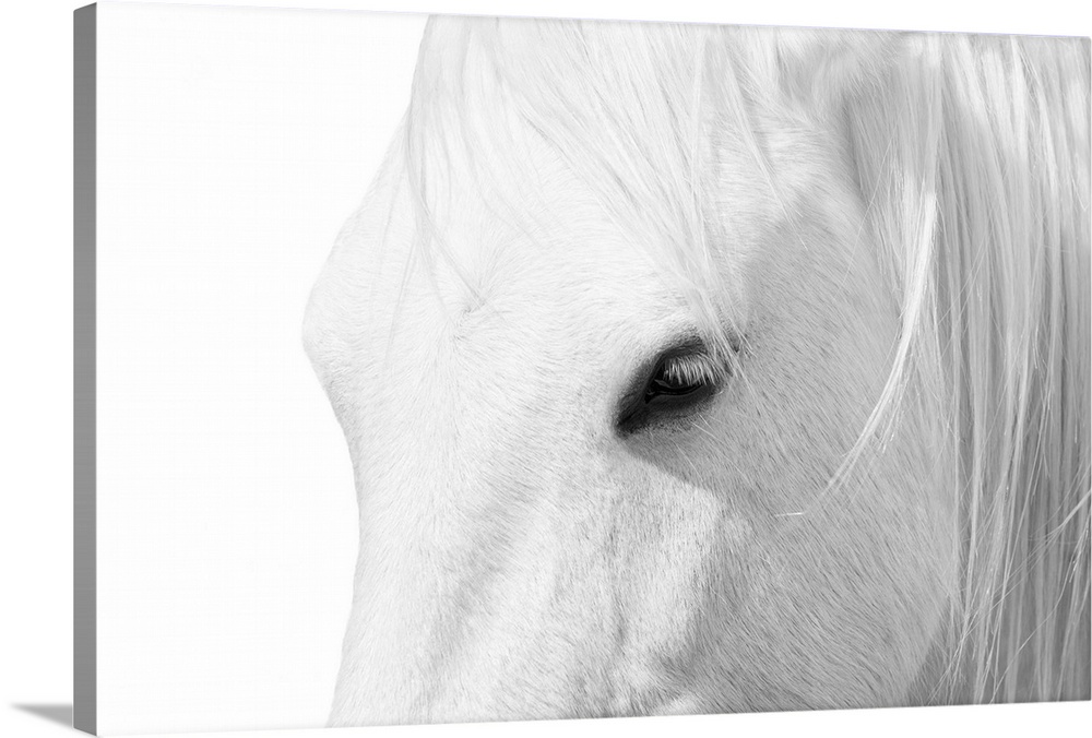 Closeup artwork of the head of a horse.
