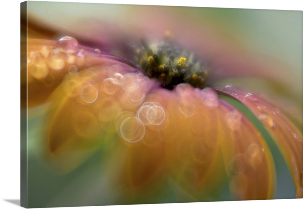 Close-up of an African daisy with water drops on the petals. Photographed with a Helios lens and with large aperture to gi...