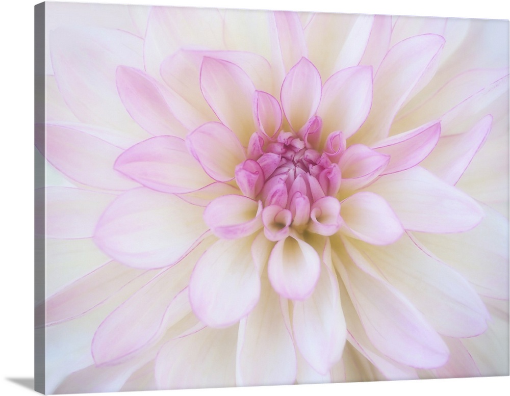 Close-up of a blooming Dahlia.