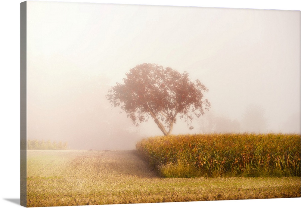 Fog in the countryside with a cornfield and a tree