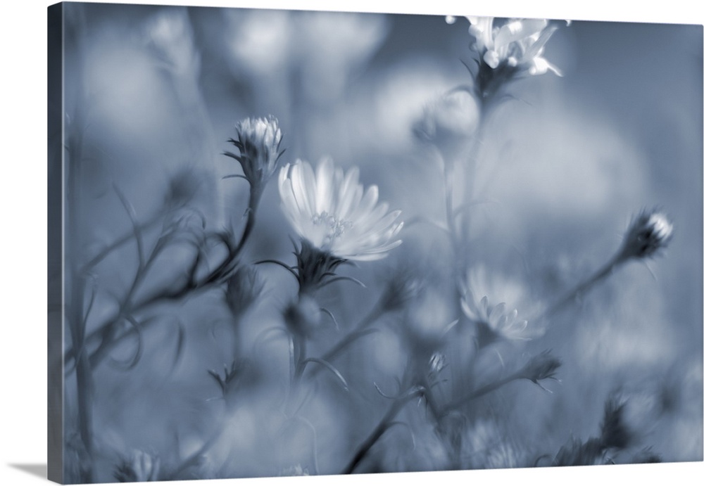 Soft close-up of small flowers in blue cyanotype.