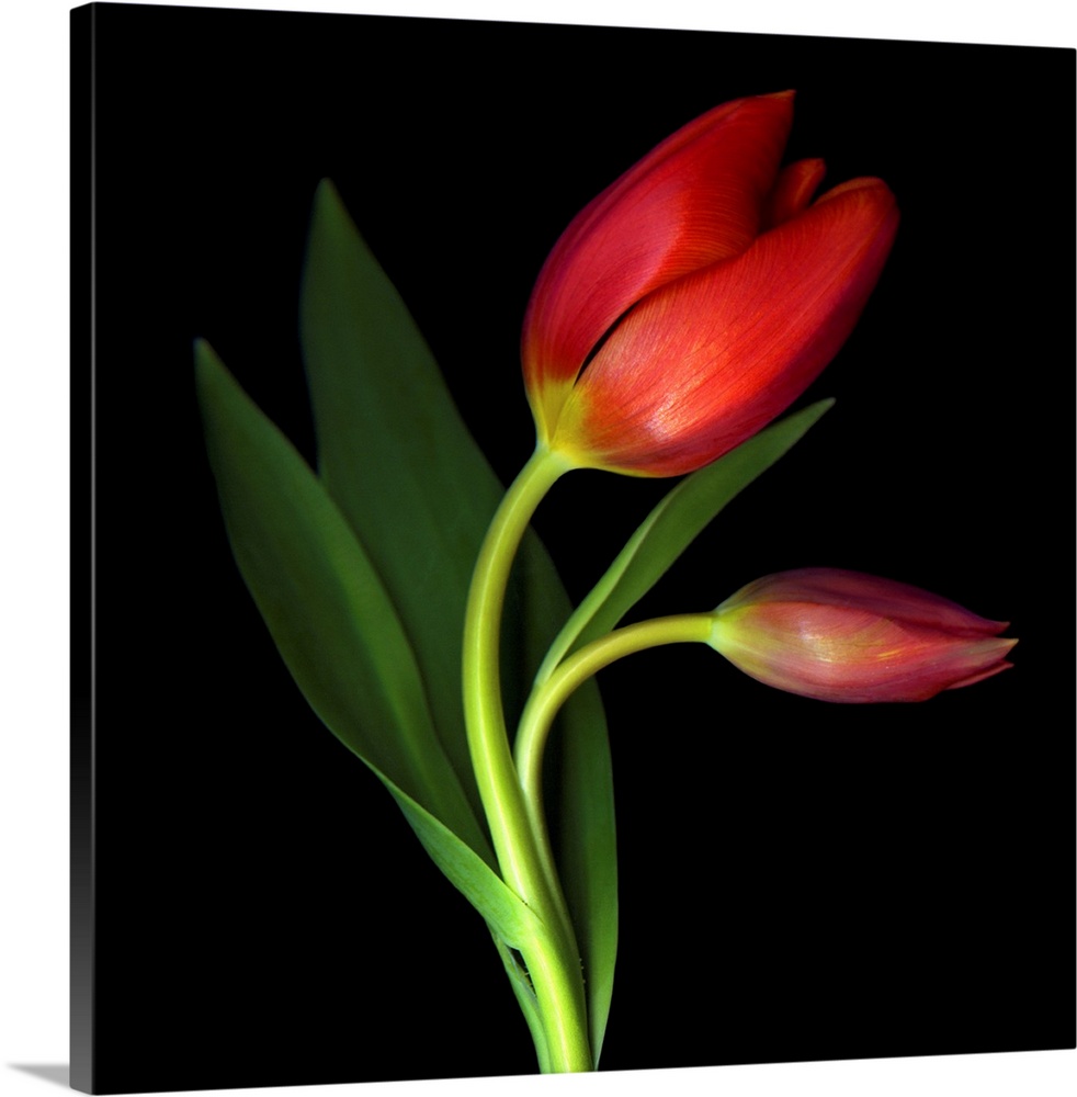 A still photograph taken of two red tulips against a black background. One tulip has begun to bloom while the other has not.