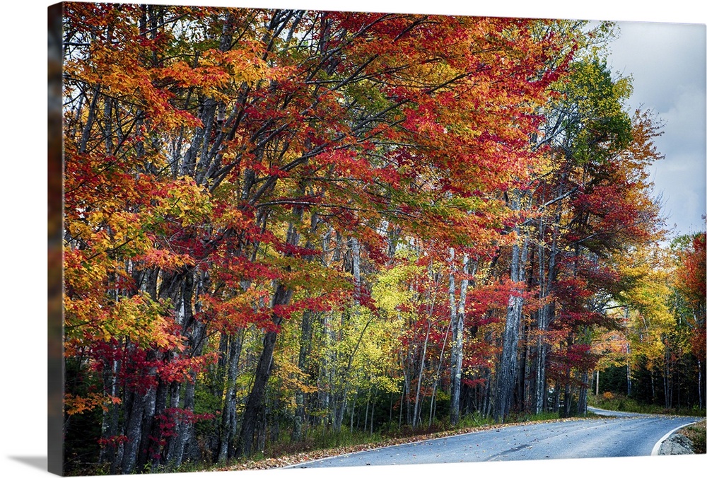 A road along the edge of a forest with colorful trees in fall colors in Acadia, Maine.
