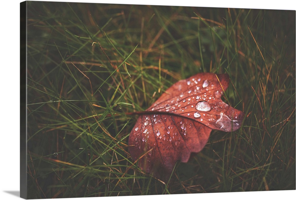 A red leaf covered in raindrops laying in the grass.