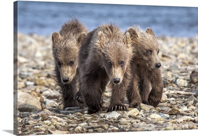 Alaska, Katmai National Park, Brown Bear