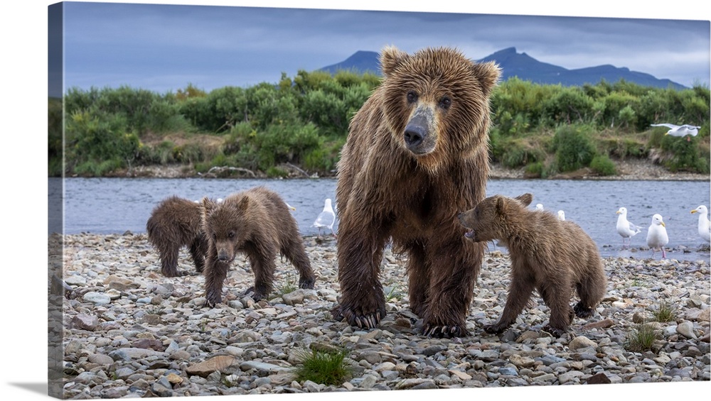 USA, Alaska, Katmai National Park, Brown Bear (Ursus arctos)