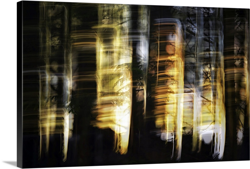 Dark woods at sunset, photographed using intentional camera movement.