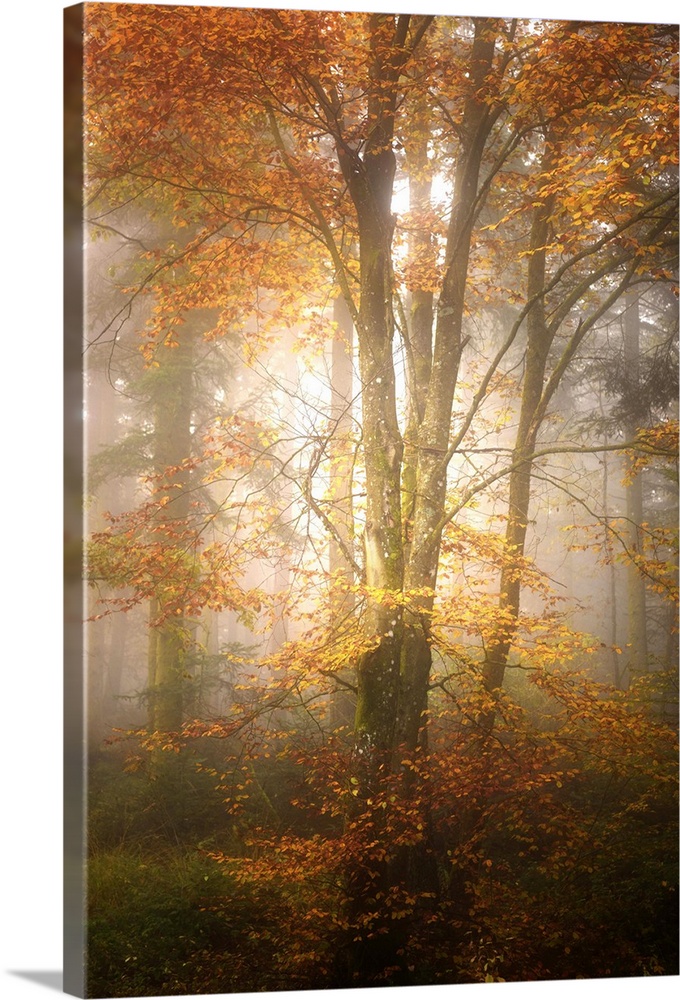 Thick fog in a forest of slender trees with orange leaves.