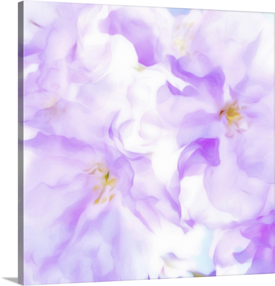 Amid Wild Cherry Blossoms