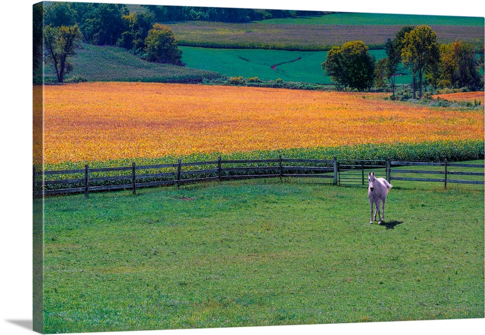 A horse in a pasture with yellow crops in the background.