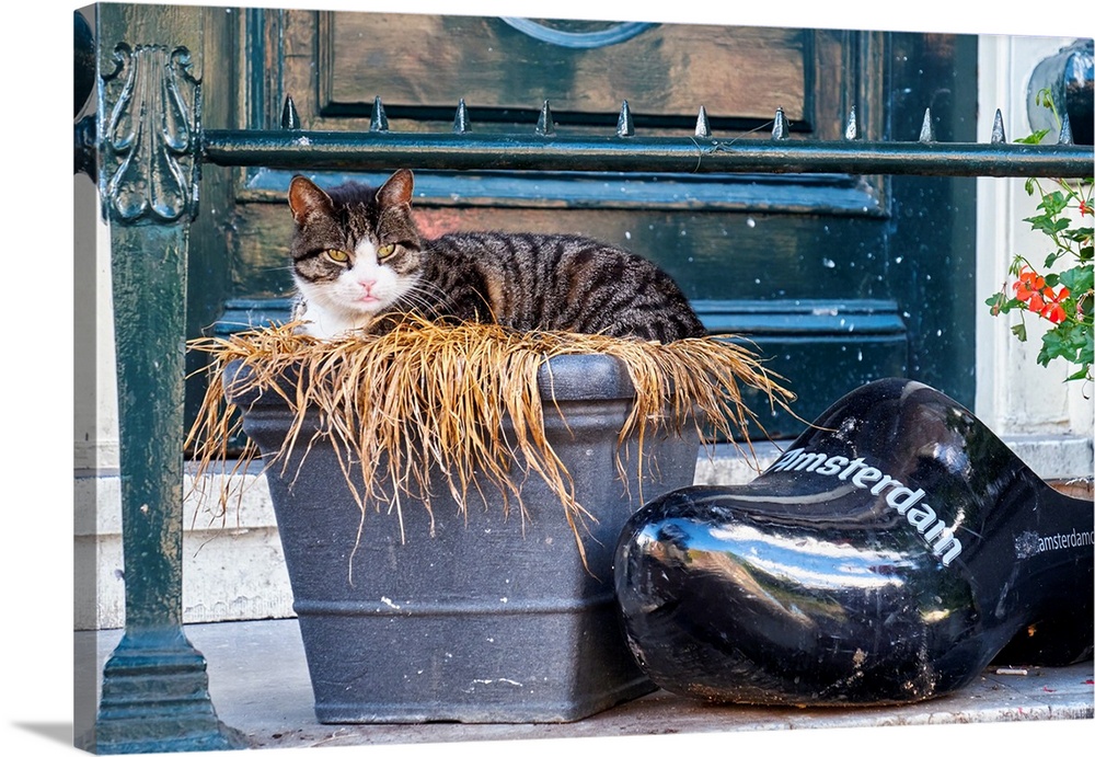 Cat resting at a house entrance next to a Dutch Clogs, Amsterdam, Netherlands.