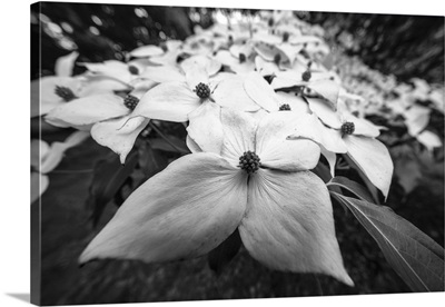 An Army Of Dogwood In  Black And White
