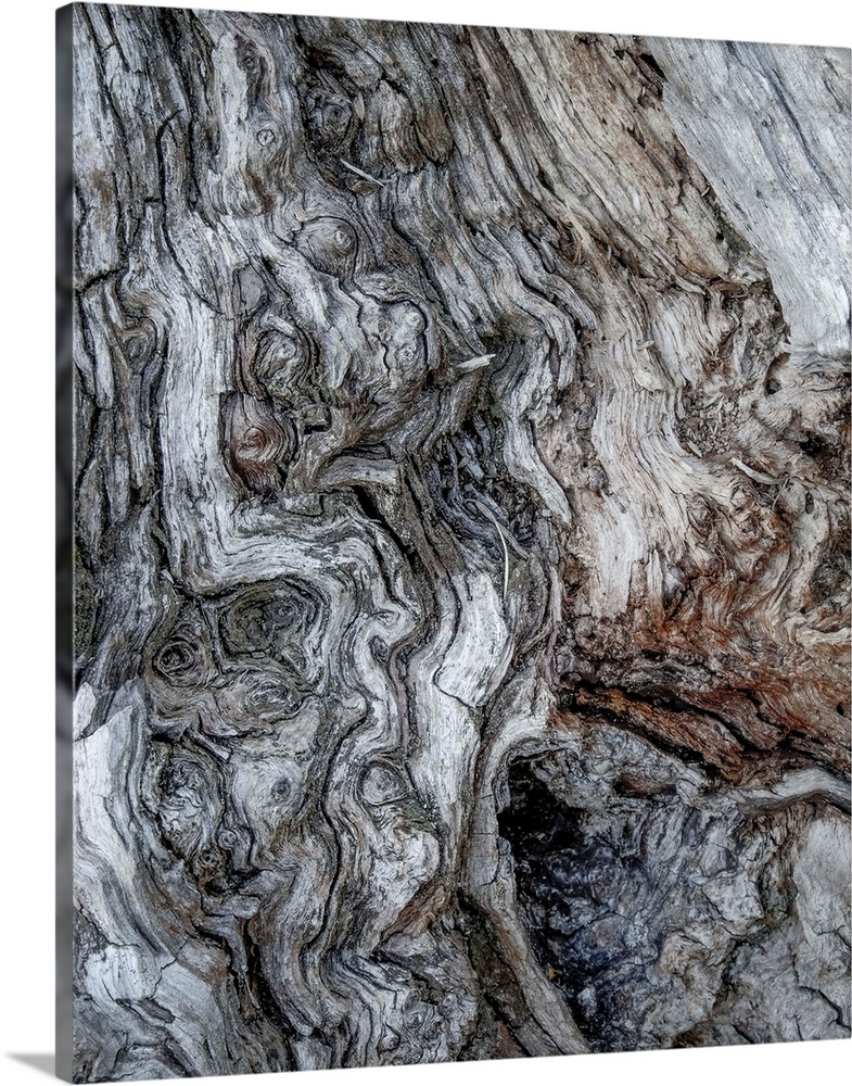 Fine art photo of gnarled bark on an old tree, close up.