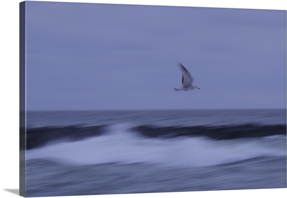 Artistically blurred photo. A seagull flying over a breakwater on the North Sea coast of Denmark.