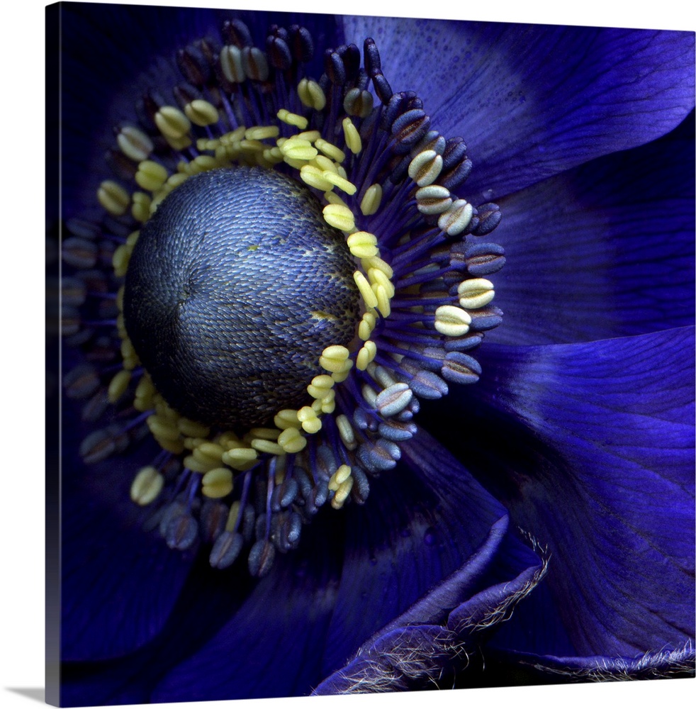 Close up of a blue anemone flower.