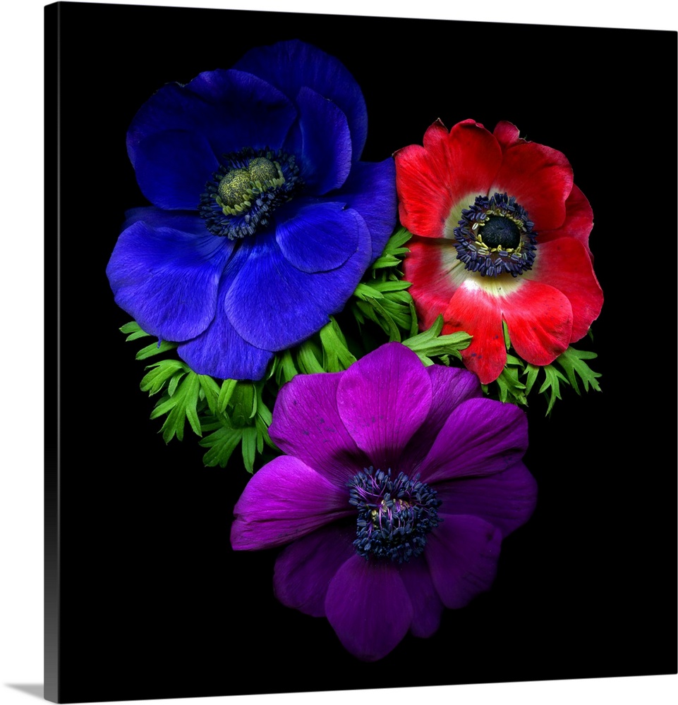 3 anemone flowers, blue, red and purple