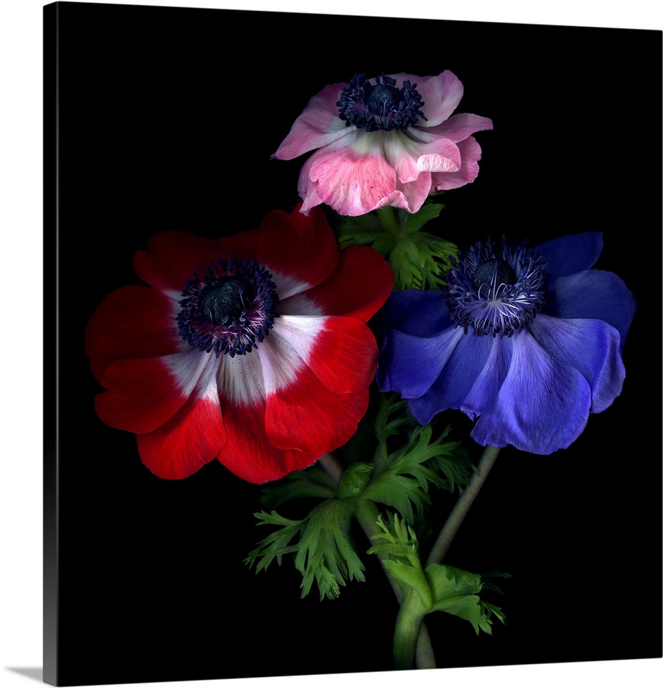 Red, pink and blue anemone flowers.