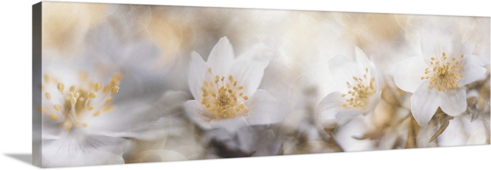 Several images of anemone nemorosa and light reflections are blended together.