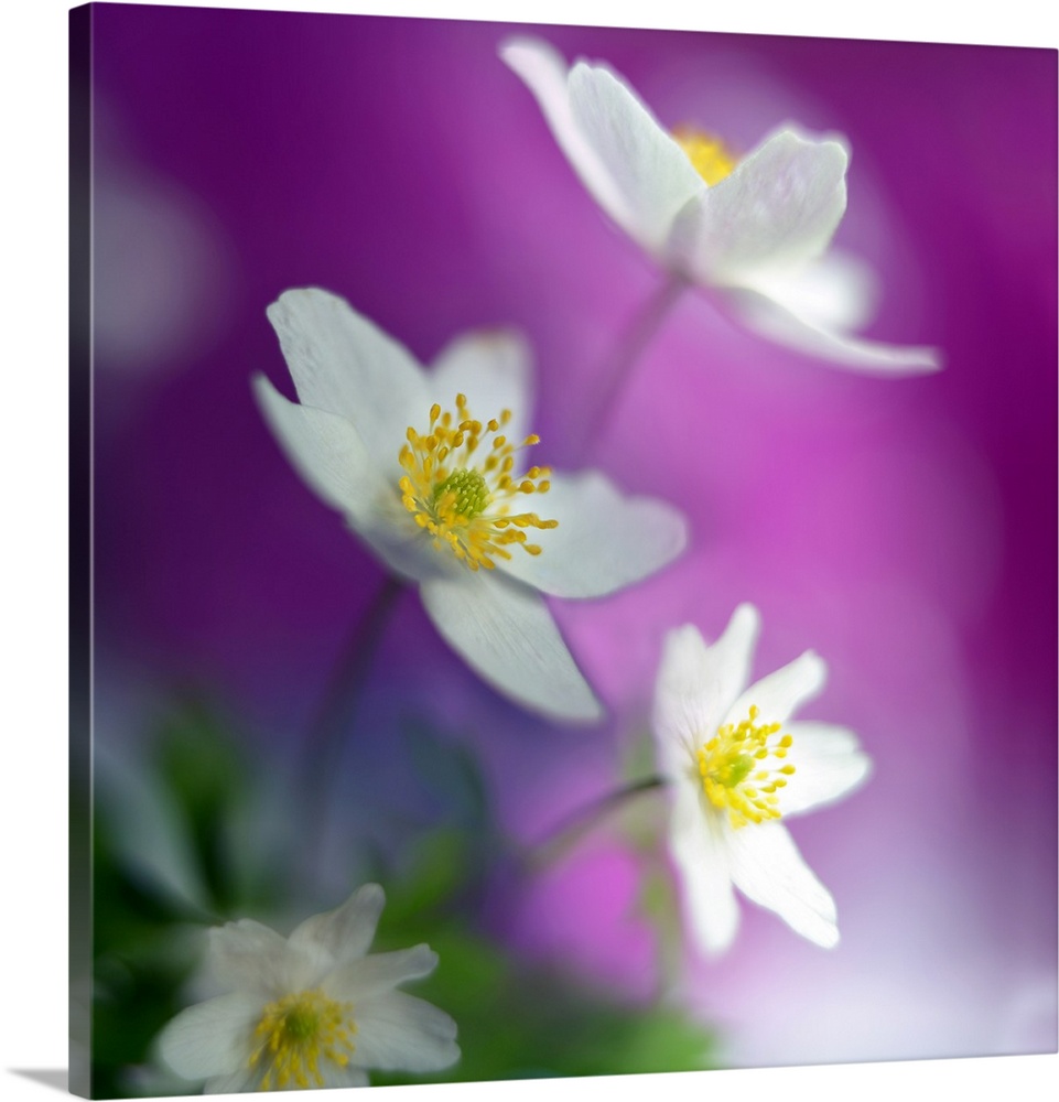 Square photograph of white flowers with a soft focus, giving it a dreamy appearance.