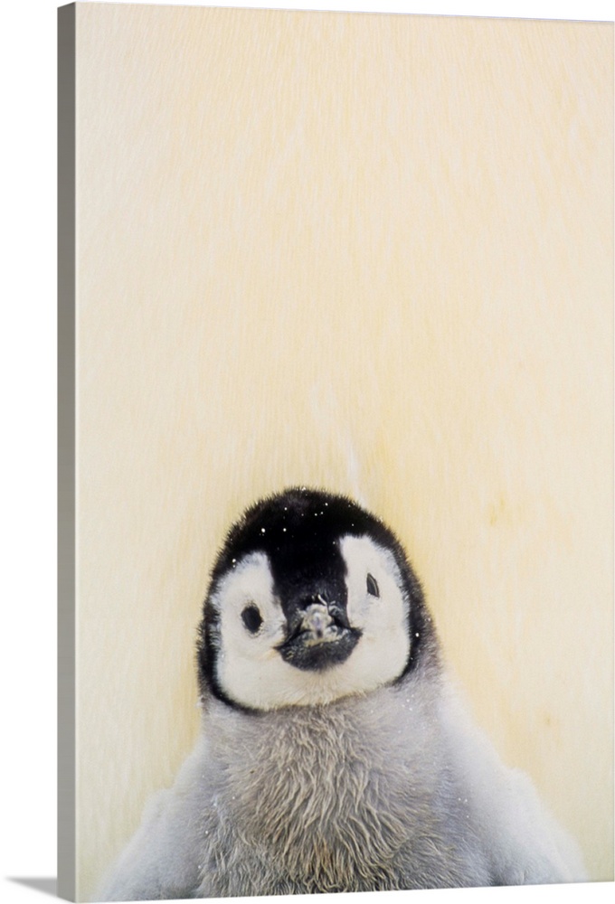 Big, vertical photograph of an Emperor penguin chick from the chest up, standing against the warmth of its parent, in Anta...