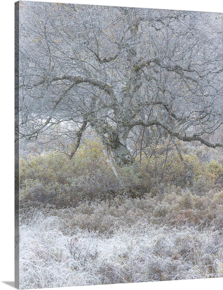 Bare tree with twisting branches in the winter with frost on the ground.