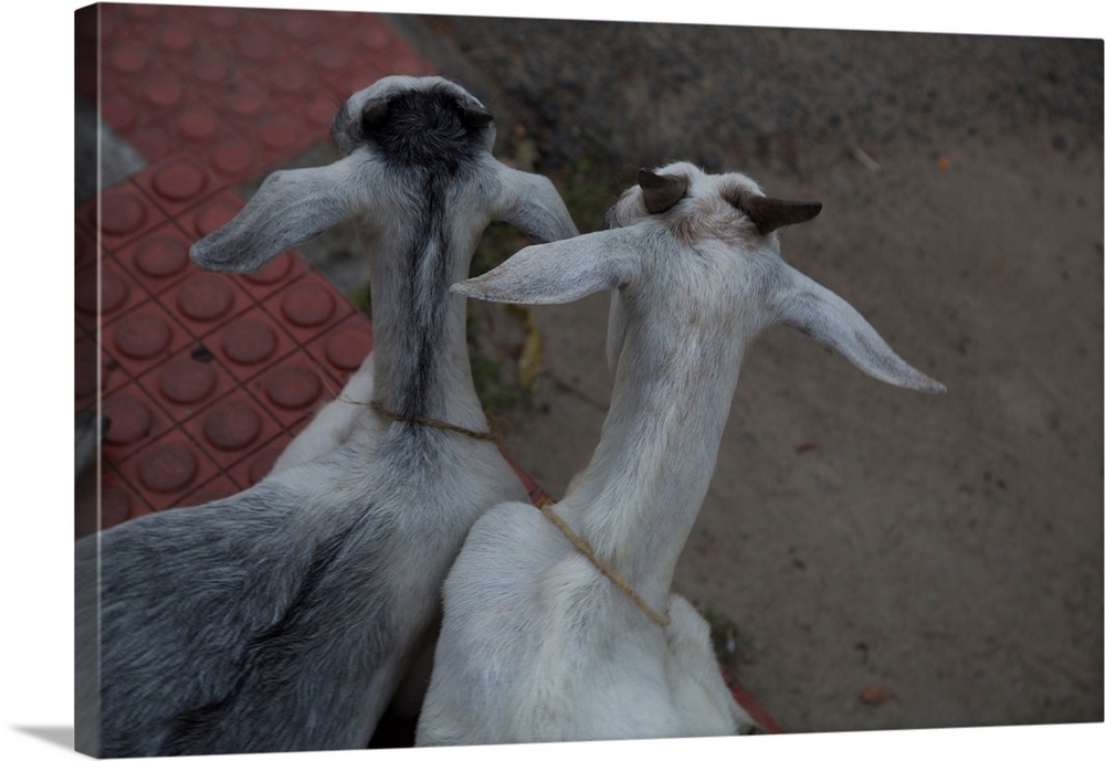 Photograph looking down at two goats named Anthony and Cleopatra, from the backside.