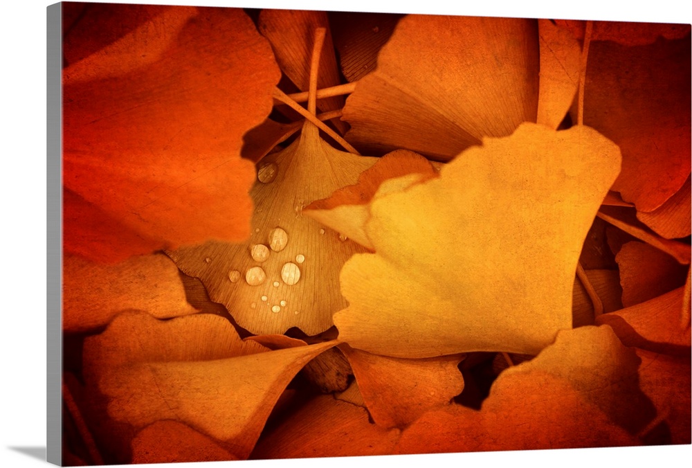 Artistic photo of fallen ginkgo leaves in autumn with small dew drops.
