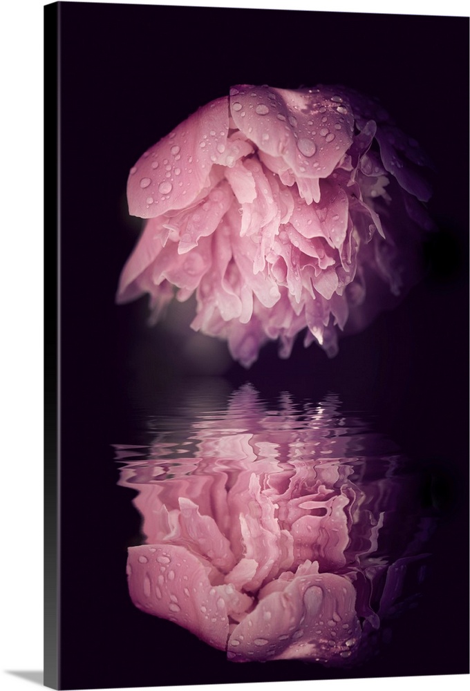Peony is reflected in water