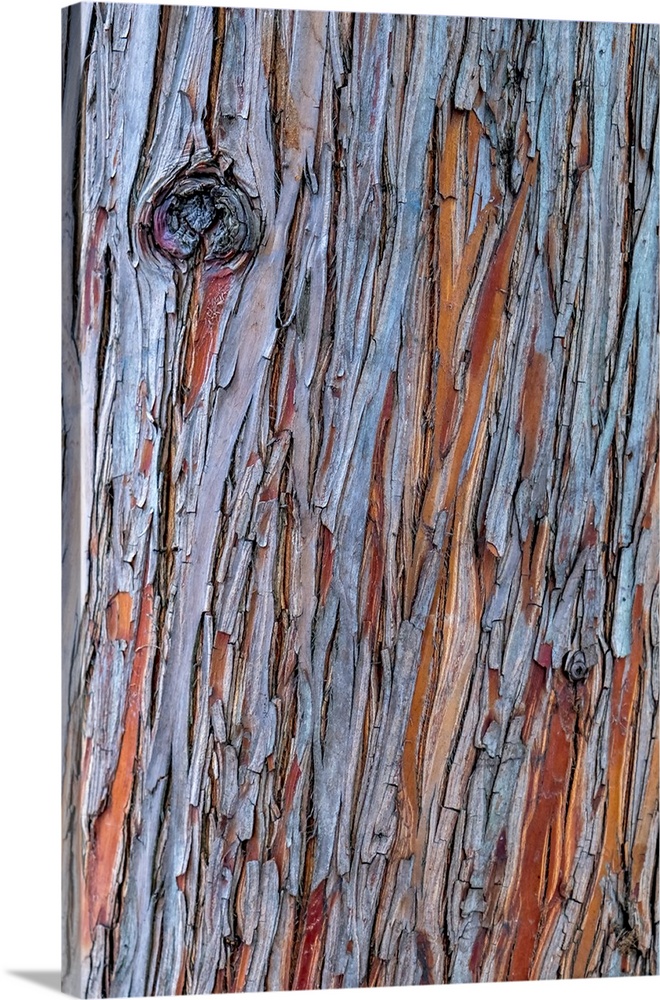 Close up image of peeling bark on the trunk of a tree.