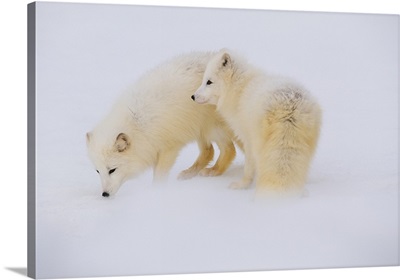 Artic Foxes