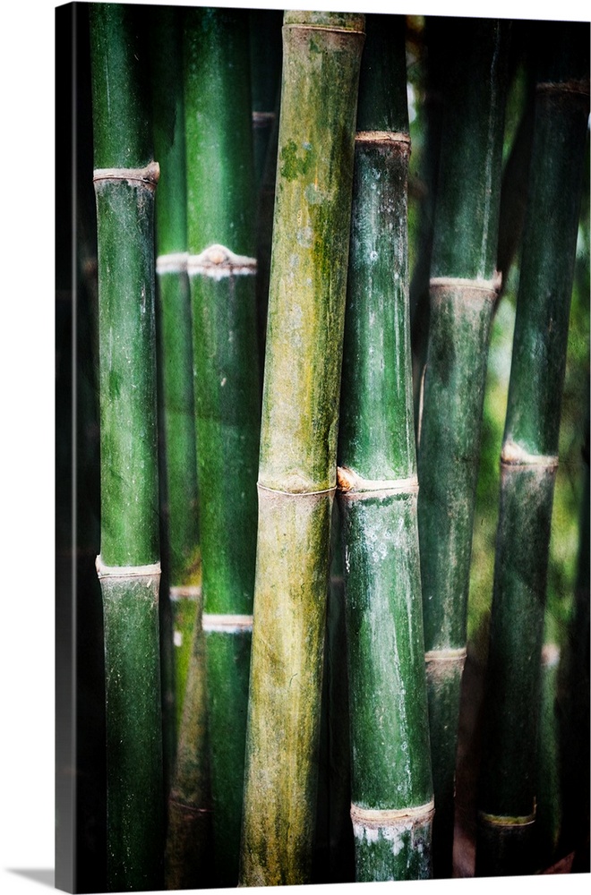 Green bamboo trees photographed close up