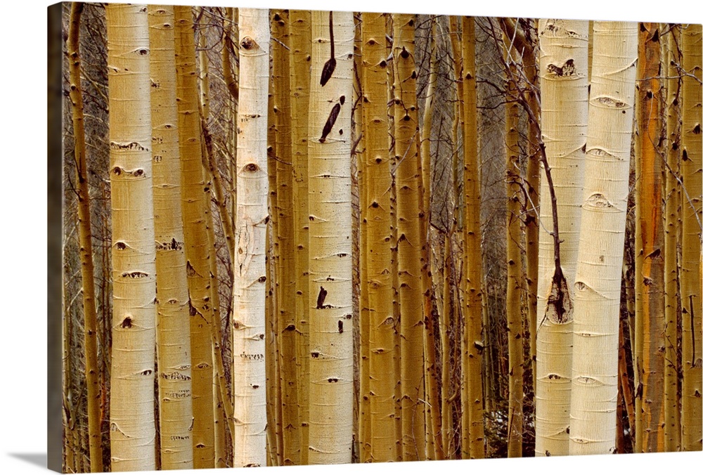 Aspen stand, New Mexico