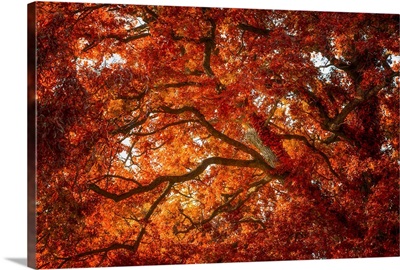Autumn and Oak Color