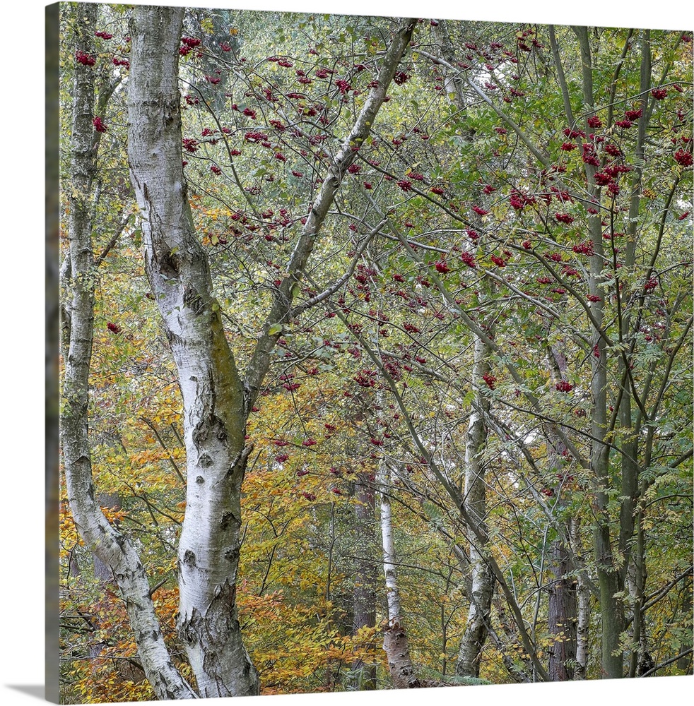 A close up of trees on the turn to autumn fall colours of gold and yellow with greens and red berries with silver birch tr...