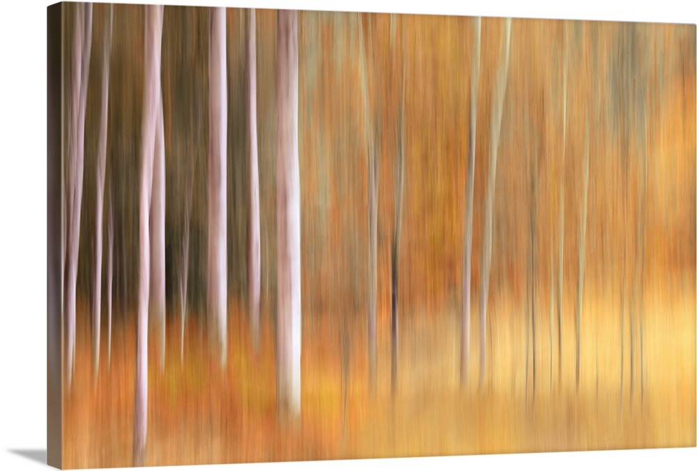 Abstract photo of birch trees in the fall blurred to create interesting shapes.