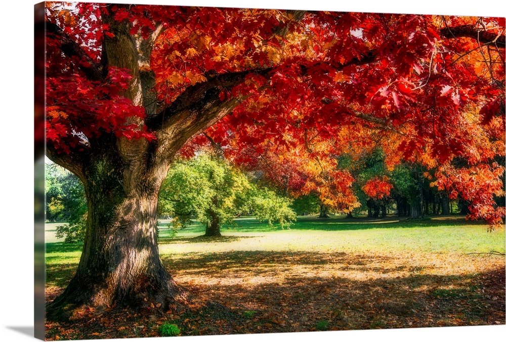 A red oak tree in autumn
