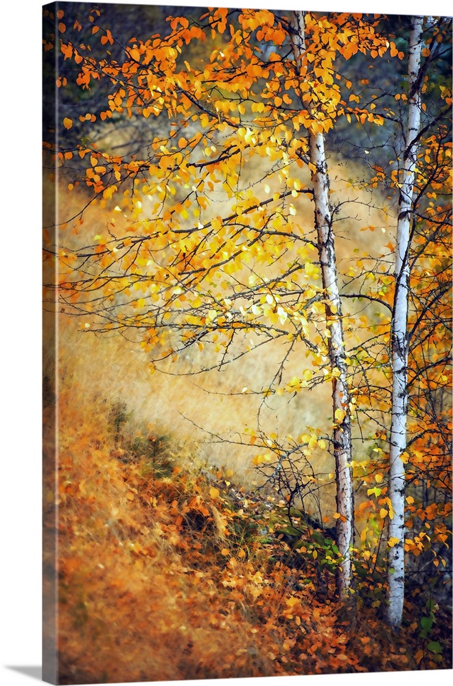 Two trees with yellow leaves neighbor each other on a sloped hill in this painting.