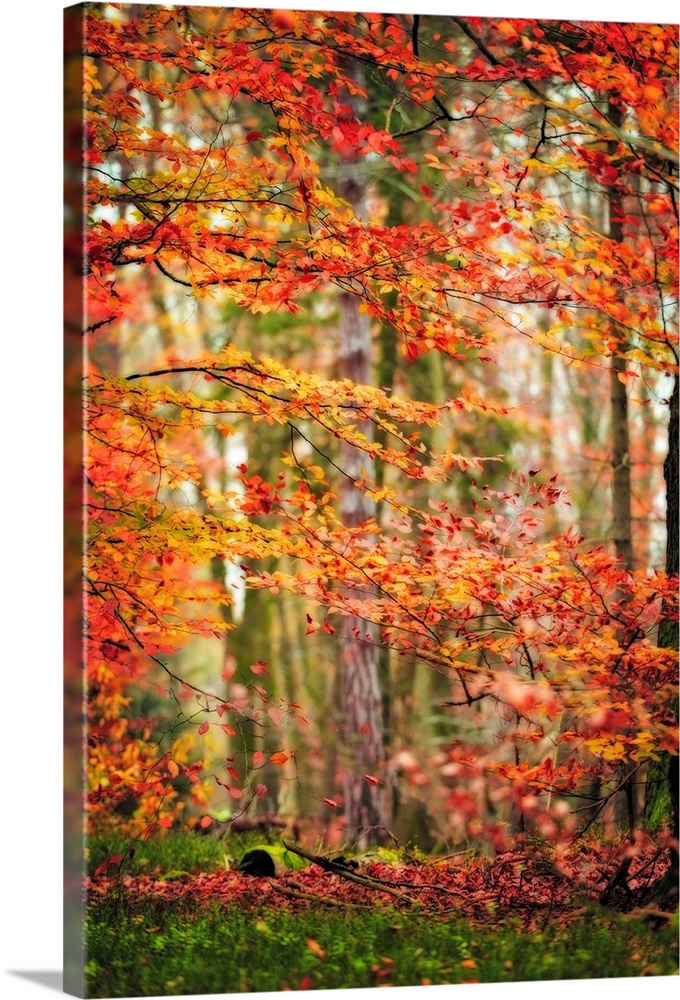 Fine art photo of a forest with orange and red leaves in the fall.