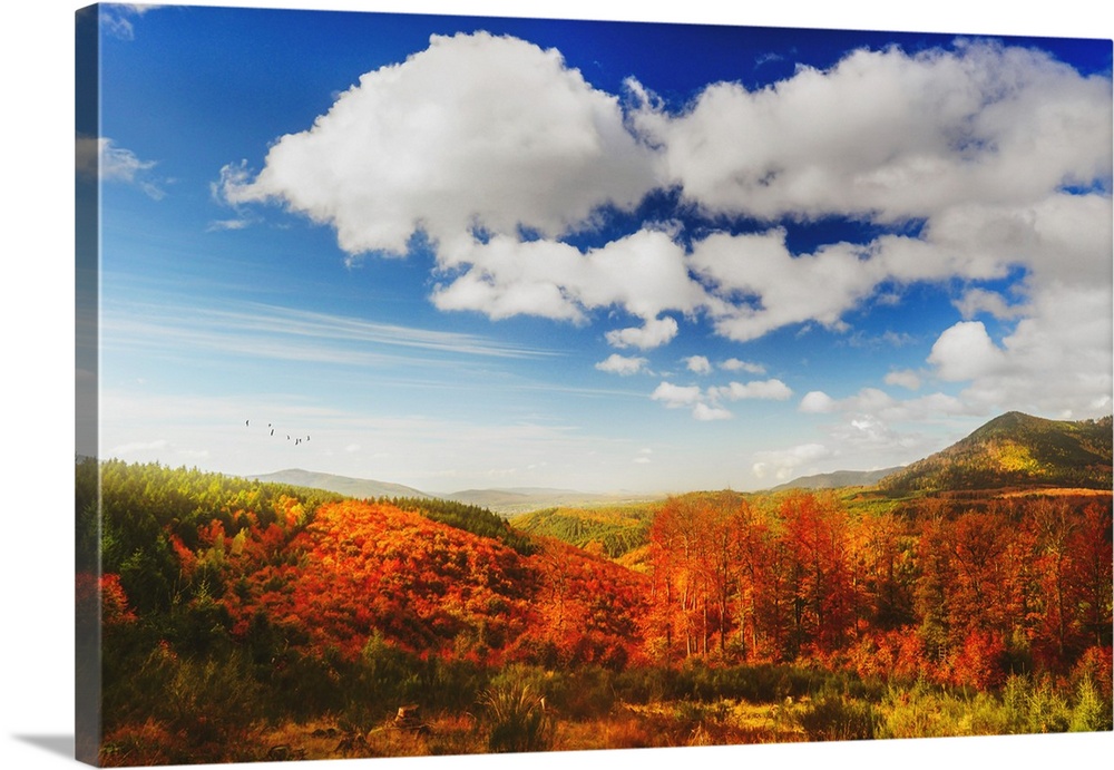 Colorful trees in autumn with beautiful blue sky and clouds