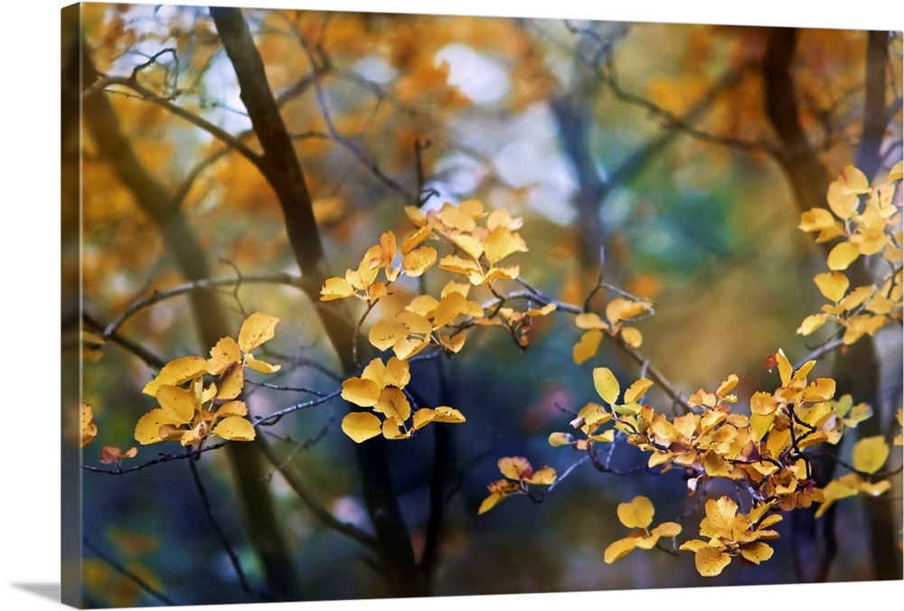 Tranquil artistic photograph of a branch with many small golden leaves with thin trees in soft focus in the background.
