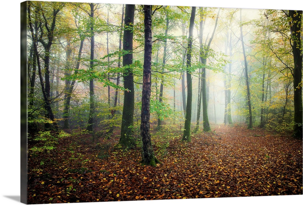 Fine art photo of a misty forest with narrow trees in France.